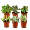 Mini Succulenten Mix - 6 Stuks - Ø 5,5 cm - Hoogte: 5-10 cm