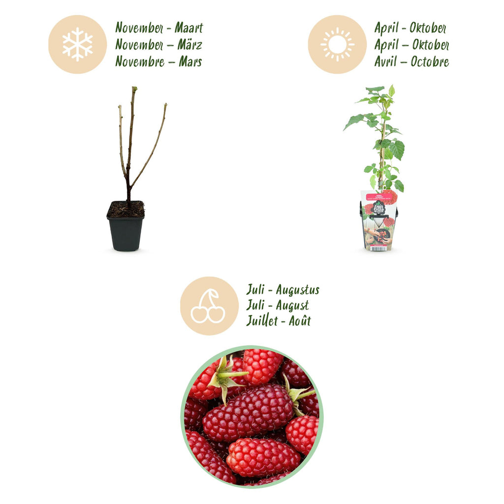 Green boutiQ - Fruitplanten - Taybes - Rubus Tayberry - Winterhard - 6 Planten - Pot 9 cm - Rode Bes