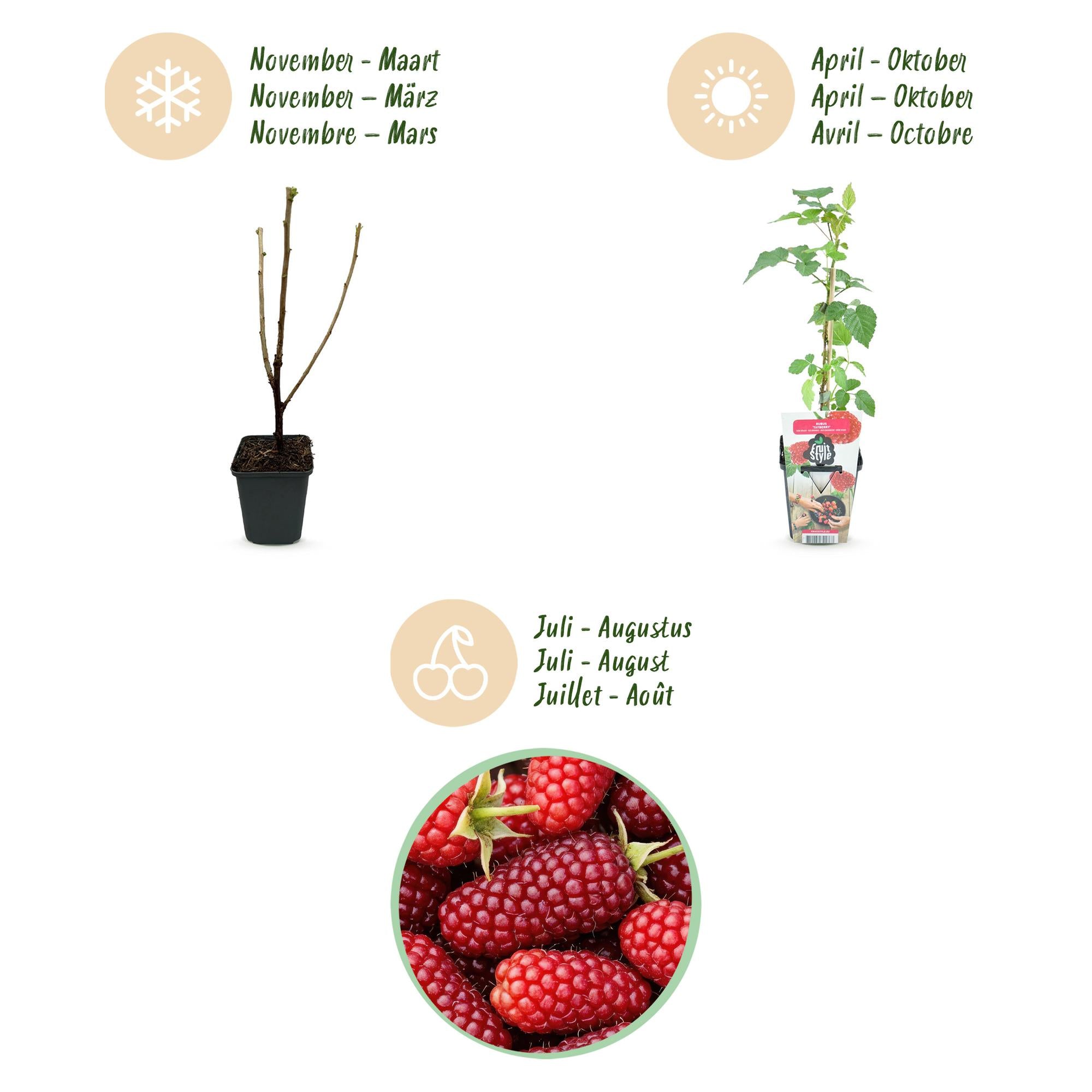 Green boutiQ - Fruitplanten - Taybes - Rubus Tayberry - Winterhard - 6 Planten - Pot 9 cm - Rode Bes