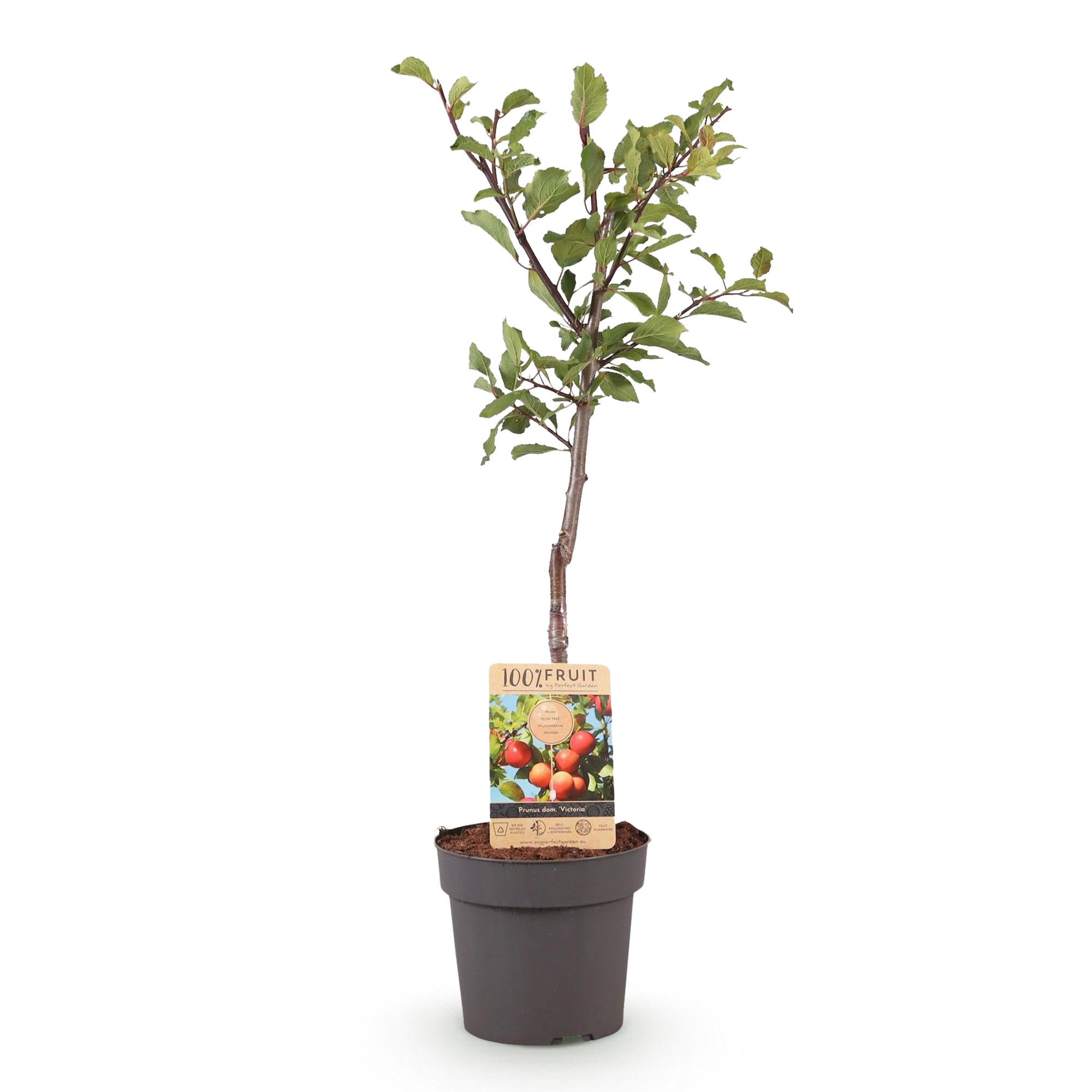 Green boutiQ - Fruitplant - Pruimen boom - Prunus domestica Victoria - Rode Pruim - Pot 21cm Hoogte 90cm