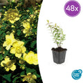 48x Hypericum 'Hidcote' - ↕10-25cm - Ø9cm