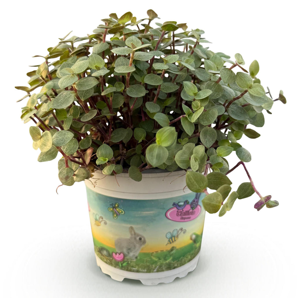 Green boutiQ - Kamerplant - Calissia repens - Schildpad plant - Huisdiervriendelijke Plant - Groen - 1 Plant - Pot 12cm - Hoogte 14cm