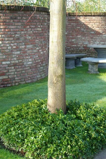 48x Pachysandra terminalis - ↕10-25cm - Ø9cm