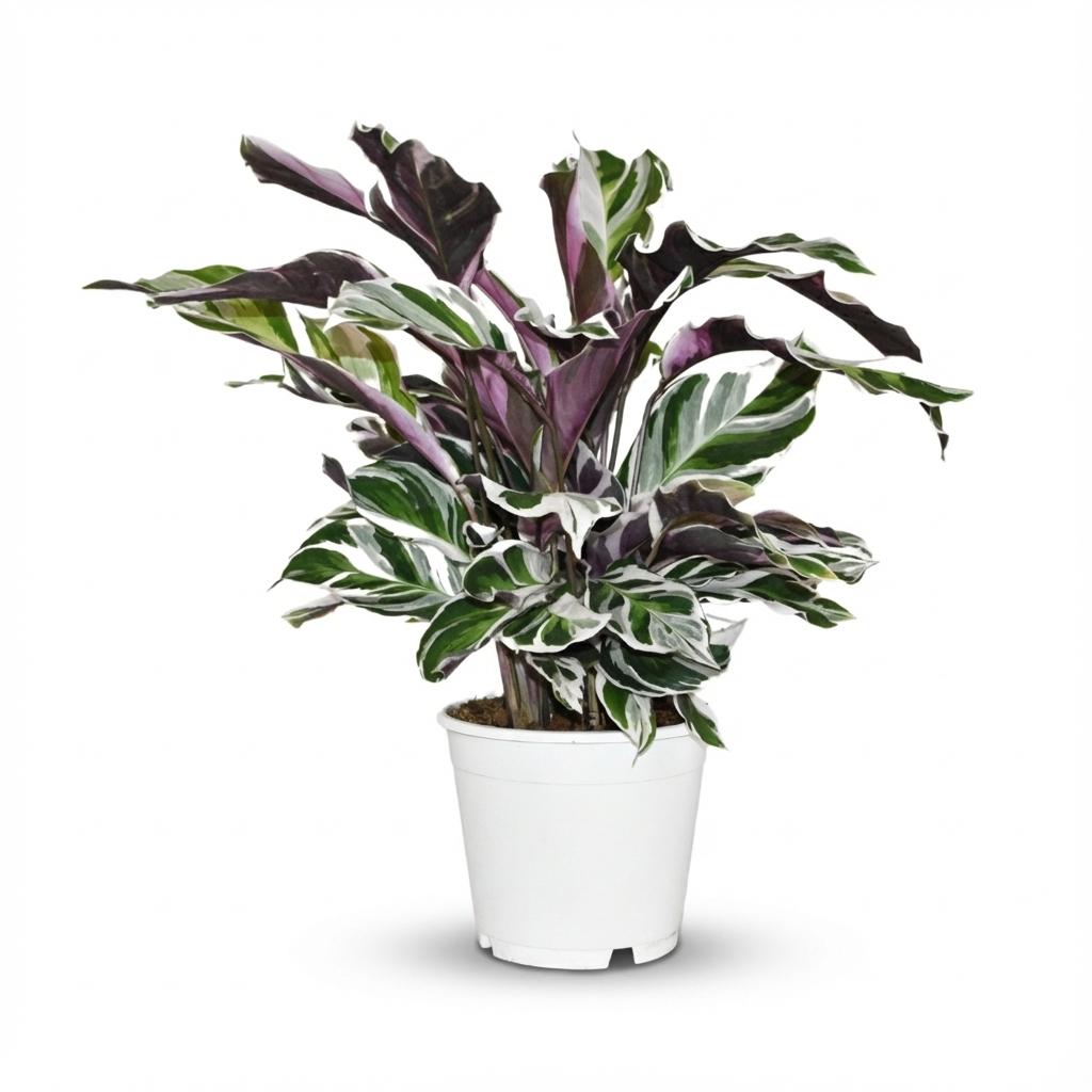Calathea Fushion White - Ø 14 cm - Hoogte: 35 - 40 cm