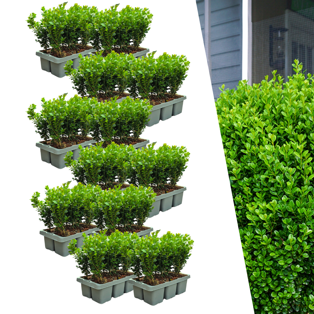 12 x 6-Pack Buxus NewGen Freedom – Winterharde Groenblijvende Struiken 72 x Ø7 cm - ↕15 cm | Compacte Buxus