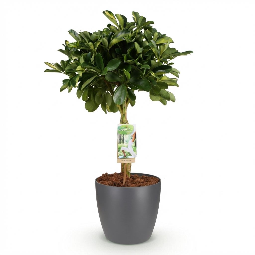 Green boutiQ - Kamerplanten - Schefflera Gold Capelle - Vingerboom - Weinig onderhoud - Groen - goud - 1 Plant - met Potter Grijs - Pot 21cm - Hoogte 70-80cm