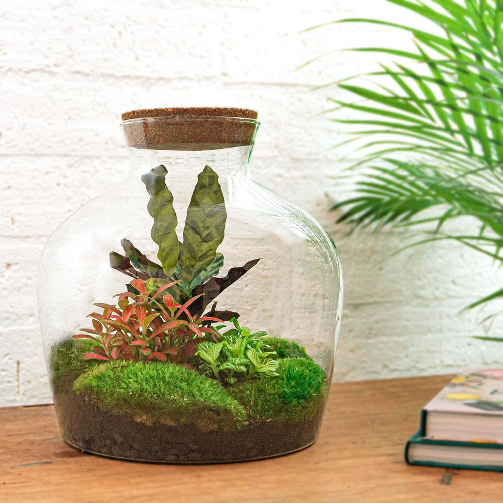 DIY Planten terrarium met licht - Fat Joe Red - Ø 29 cm ↑ 30 cm - Rake + Shovel