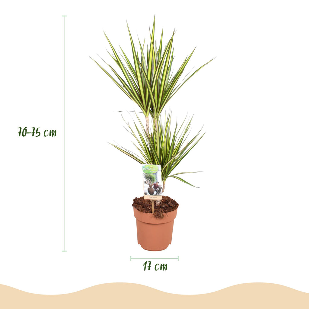 Green BoutiQ - Green is... Kamerplanten - Dracaena Sunray - Drakenbloedboom - Weinig onderhoud - Groen - 1 Plant - Pot 17cm - Hoogte 70-75cm