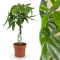 Green BoutiQ - Green is... Kamerplanten - Pachira Aquatica gevlochten stam - Geldboom - Weinig onderhoud - Groen - 1 Plant - Pot 21cm - Hoogte 80-90cm