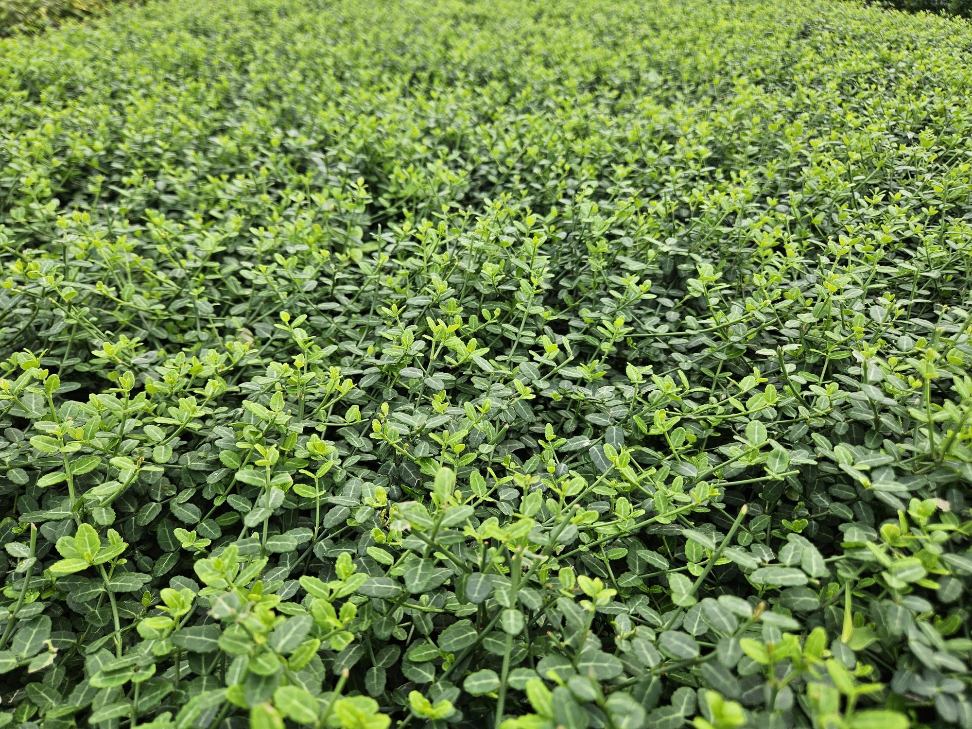 20x Euonymus fort. 'Minimus' - ↕10-25cm - Ø9cm