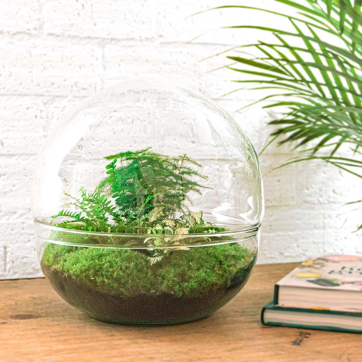DIY Planten terrarium tweedelig bolglas - Dome XL -Ø 28 cm ↑ 28 cm - Rake + Shovel + Tweezer + Scissors