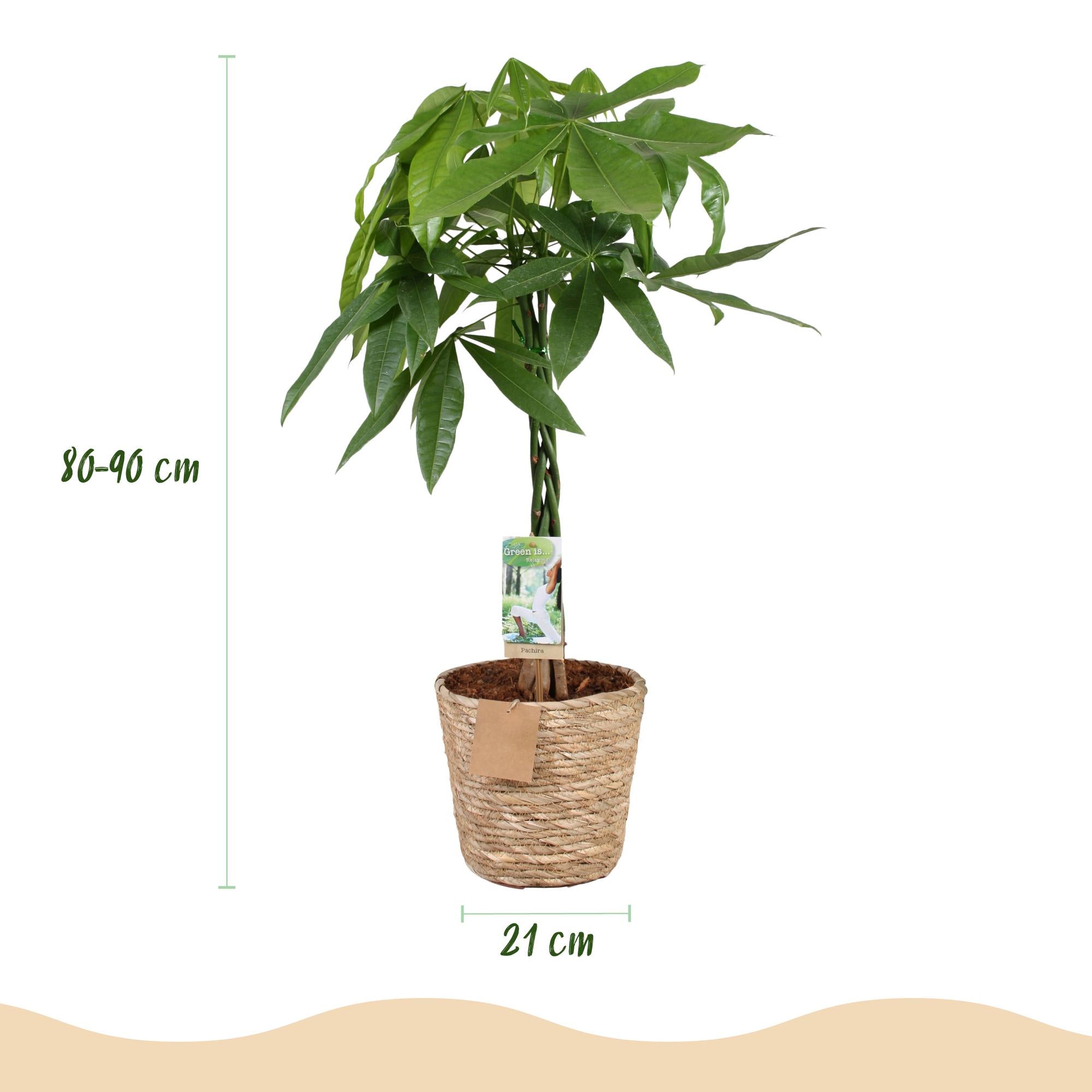 Green BoutiQ - Green is... Kamerplanten - Pachira Aquatica gevlochten stam - Geldboom - Weinig onderhoud - met mand - Groen - 1 Plant - Pot 21cm - Hoogte 80-90cm