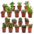 Mini Cactus & Succulenten Mix - 18 Stuks - Ø 5,5 cm - Hoogte: 5-10 cm