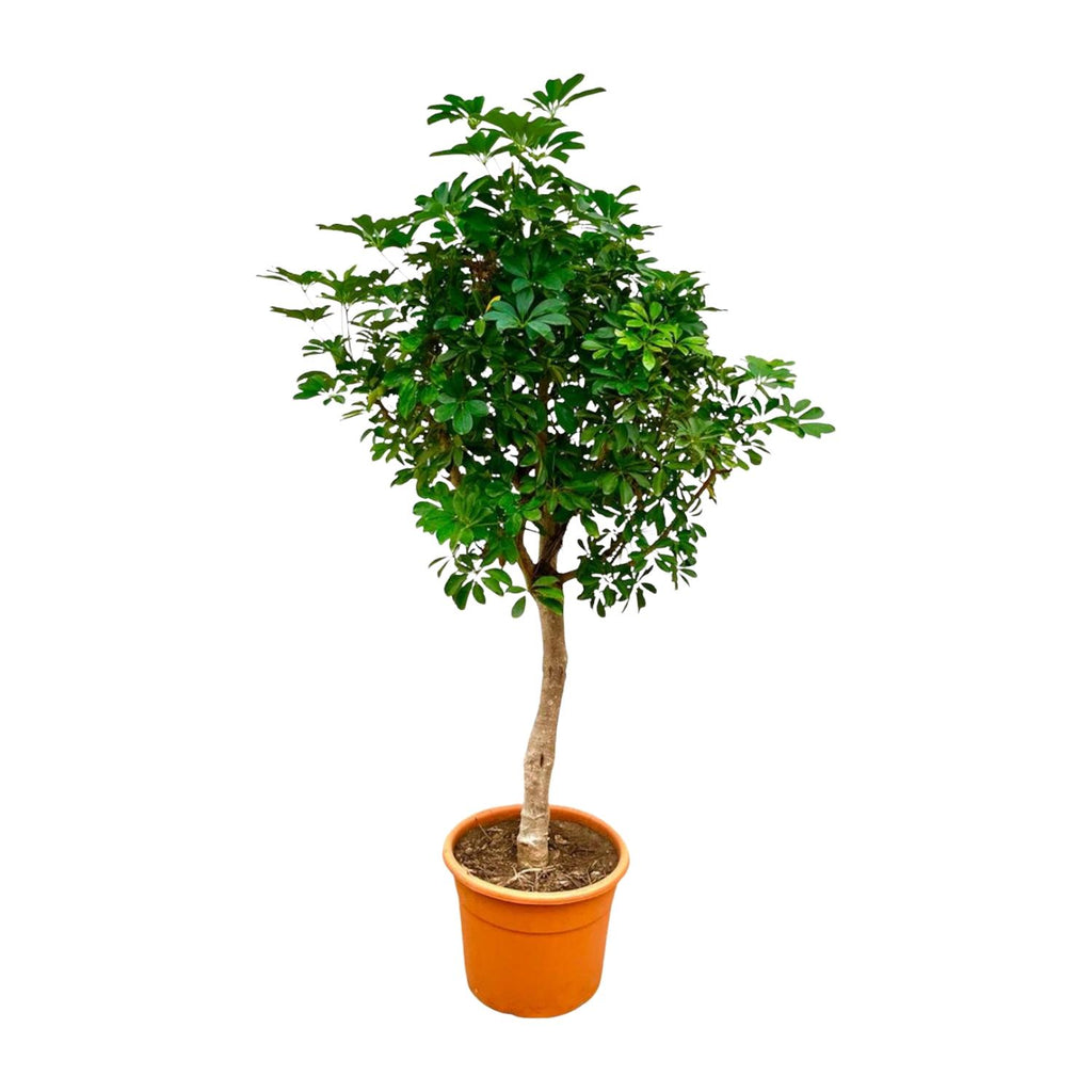 Schefflera op stam - 200cm - ø40