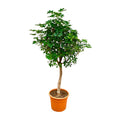 Schefflera op stam - 200cm - ø40