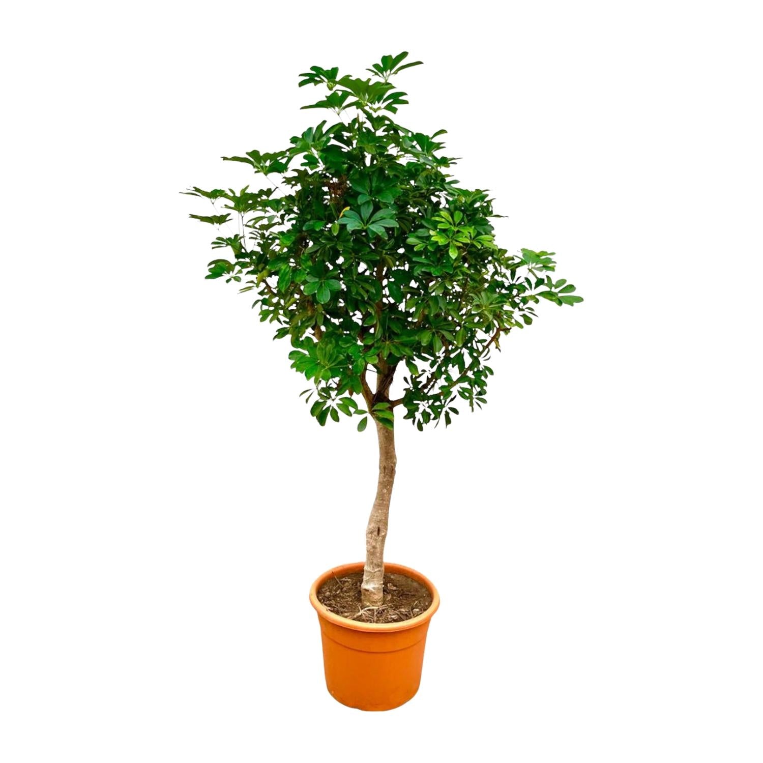 Schefflera op stam - 200cm - ø40