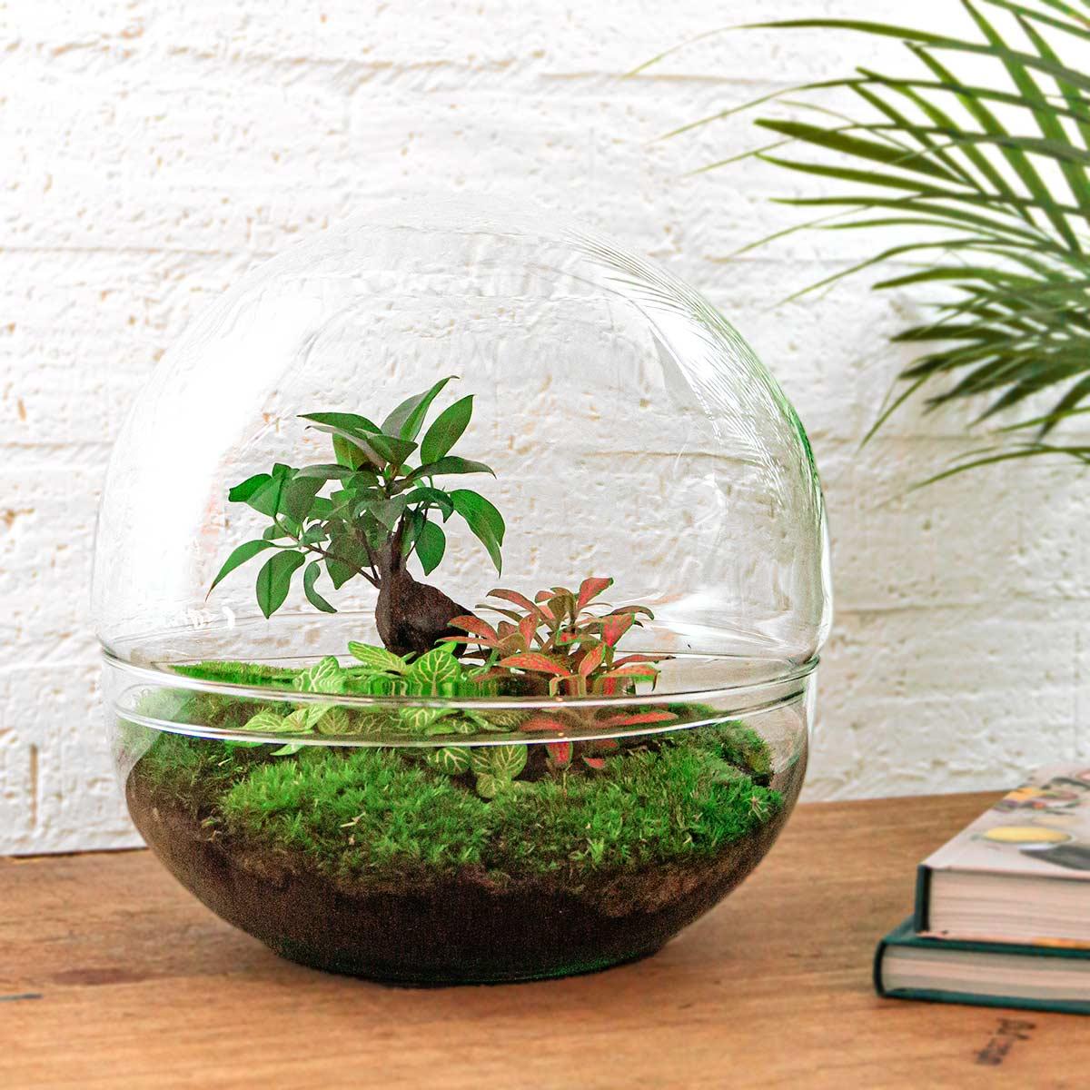 DIY Planten terrarium tweedelig bolglas - Dome XL Bonsai - Ø 28 cm ↑ 28 cm - Rake + Shovel + Tweezer