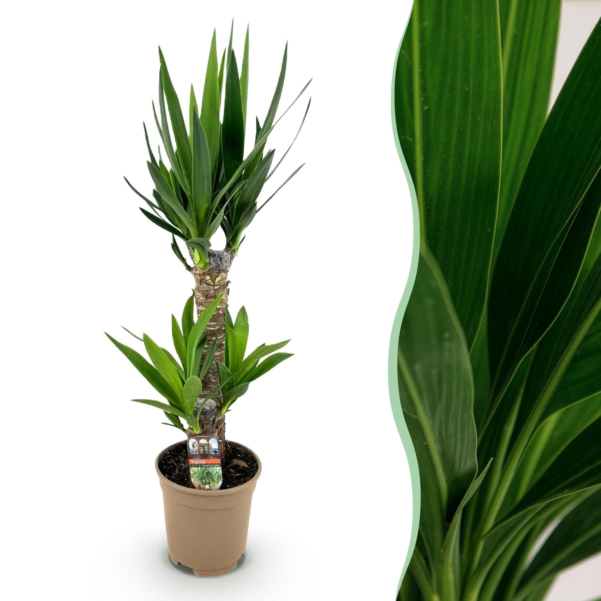 Green boutiQ - Kamerplant - Yucca elephantipes - Yucca - Weinig onderhoud - Groen - 1 - Pot 17cm - Hoogte 75cm