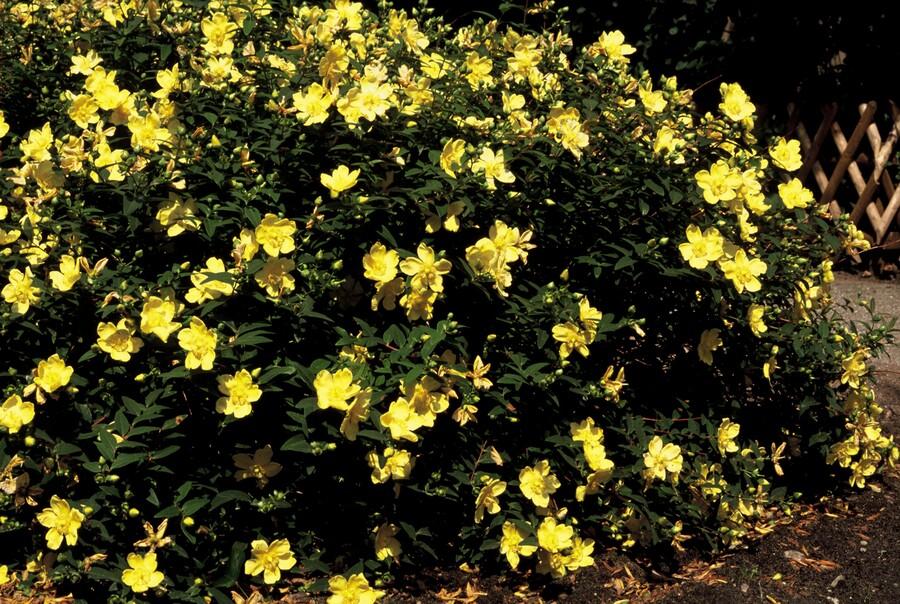 24x Hypericum 'Hidcote' - ↕10-25cm - Ø9cm