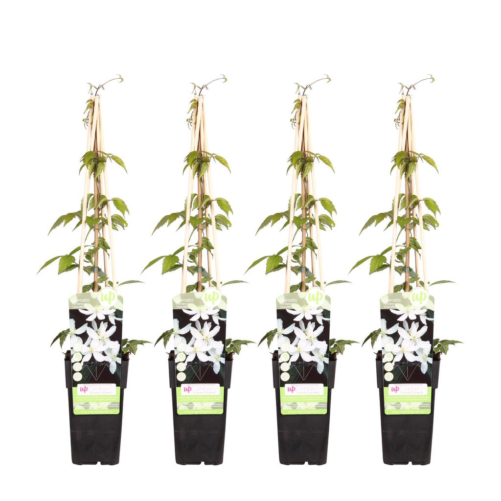 4x - Clematis Montana 'Grandiflora' - ↨65cm - Ø15