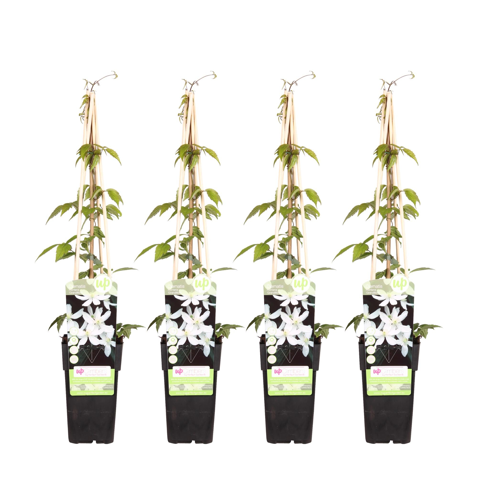 4x - Clematis Montana 'Grandiflora' - ↨65cm - Ø15