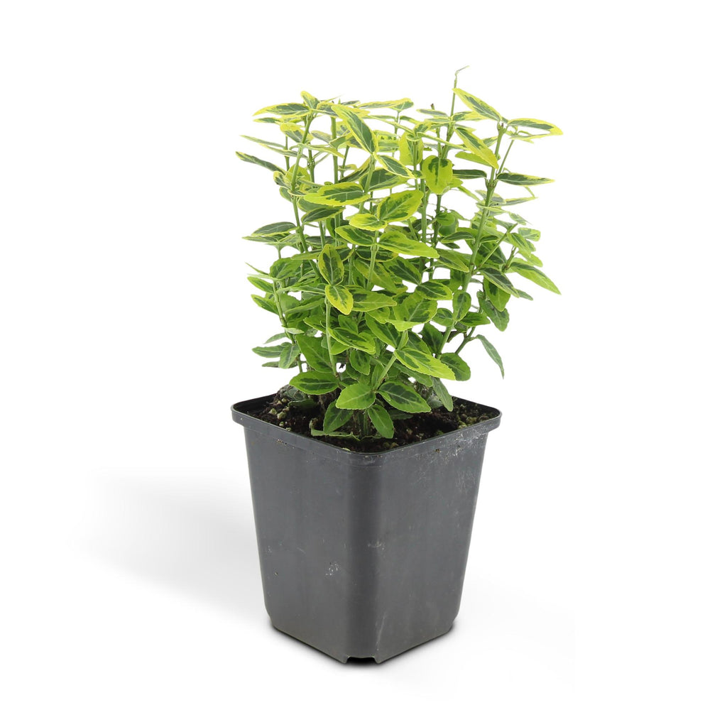 24x Euonymus fort. 'Emerald 'n Gold’ - ↕10-25cm - Ø9cm