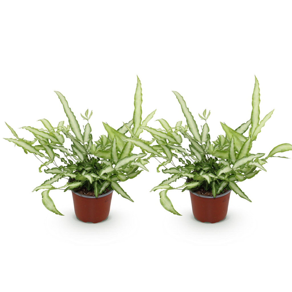 Green boutiQ - Kamerplant - Pteris cretica Albolineata - Lintvaren - Huisdiervriendelijk - Bont - 2 Planten - Pot 12cm - Hoogte 28-30cm