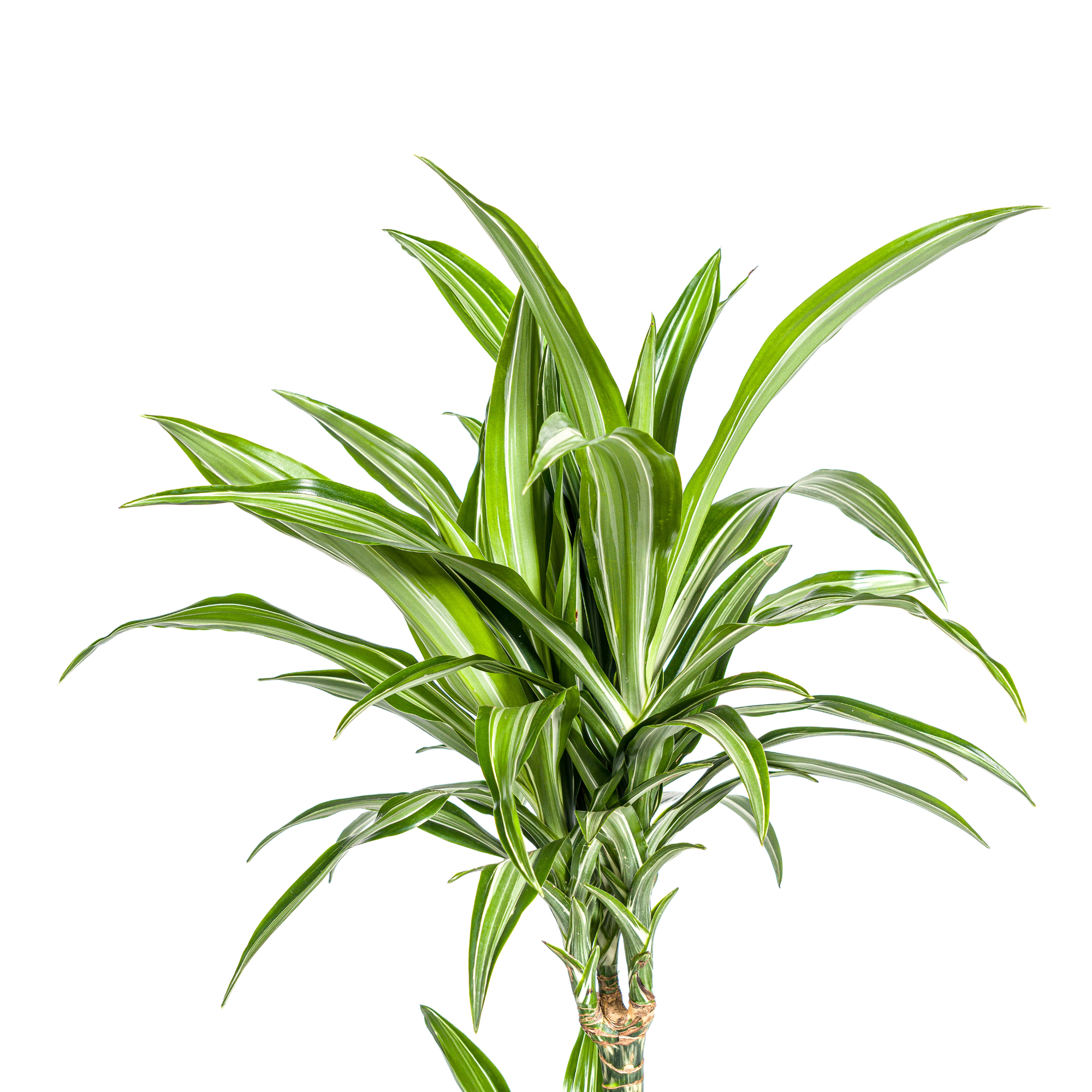 Dracaena Deremensis White Stripe met mand Ø21cm - ↕90 - 110cm