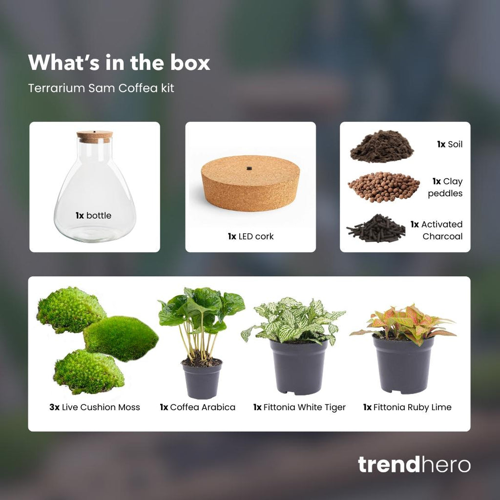 DIY Planten terrarium met licht - Sam Coffea - Ø 24,5 cm ↑ 30 cm - Normal