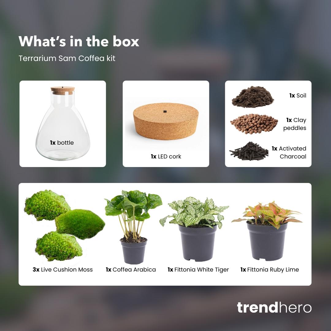 DIY Planten terrarium met licht - Sam Coffea - Ø 24,5 cm ↑ 30 cm - Normal