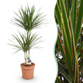 Green BoutiQ - Green is... Kamerplanten - Dracaena Marginata - Drakenbloedboom - Weinig onderhoud - Groen - 1 Plant - Pot 21cm - Hoogte 90-100cm
