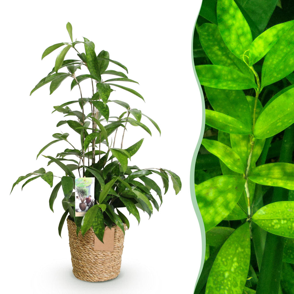 Green BoutiQ - Green is... Kamerplanten - Dracaena surculosa - Drakenbloedboom - Weinig onderhoud - met mand - Groen - 1 Plant - Pot 17cm - Hoogte 60-70cm