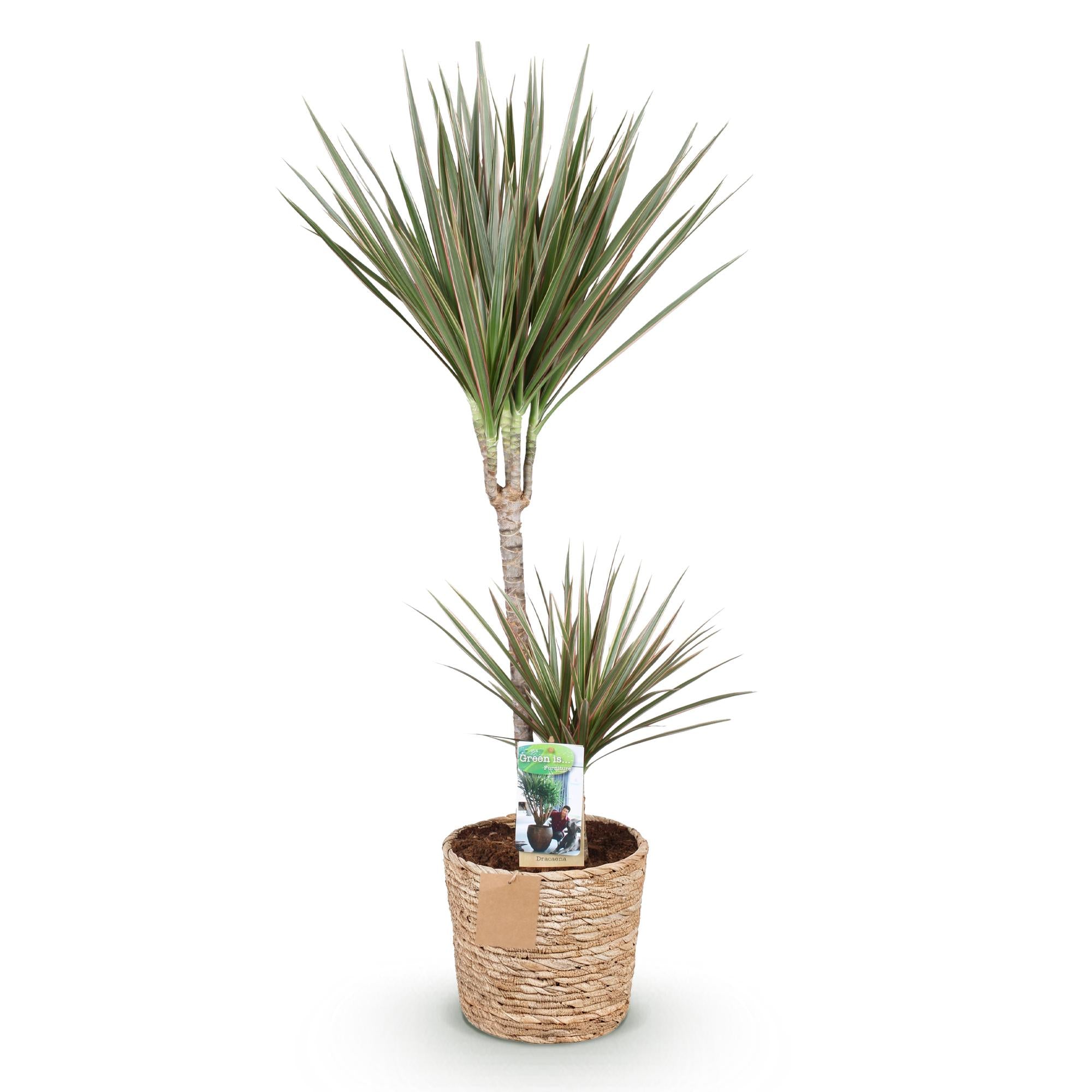 Green BoutiQ - Green is... Kamerplanten - Dracaena Marginata Bicolor - Drakenbloedboom - Weinig onderhoud - met mand - Groen - 1 Plant - Pot 21cm - Hoogte 90-100cm