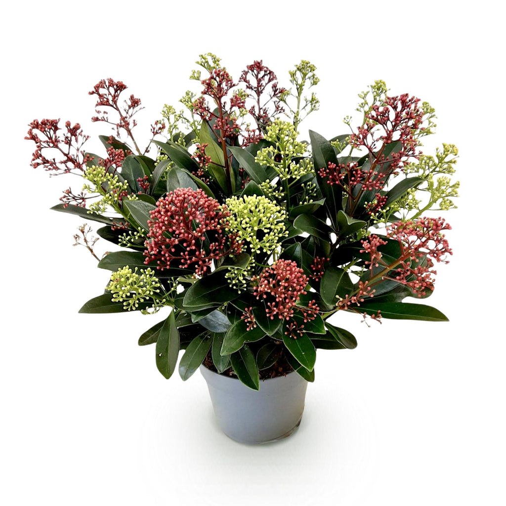 1x - Terrasplant - Skimmia japonica Festival - Bloem Wit & Rood - 15+ Bloemen - 1 Plant - Winterhard - Pot 15cm Hoogte 30cm
