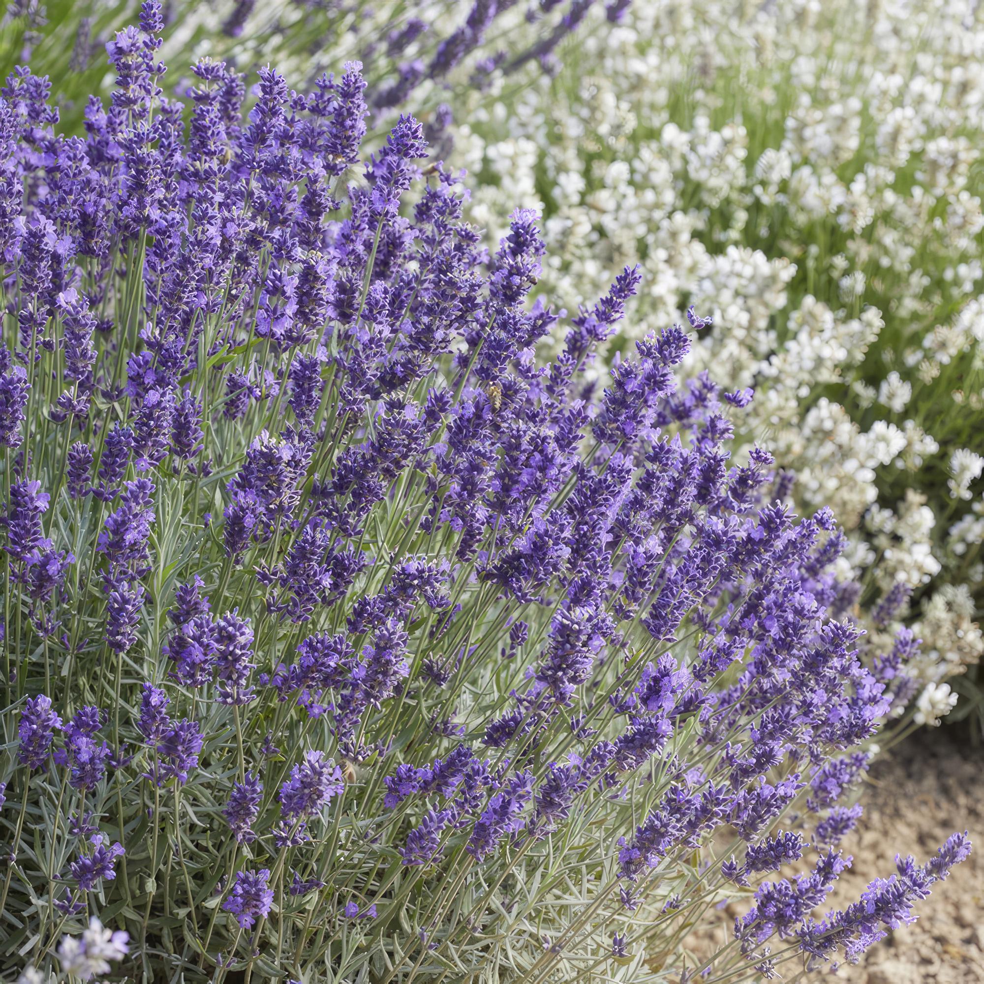 40x Lavandula 'Hidcote' - ↕10-25cm - Ø9cm
