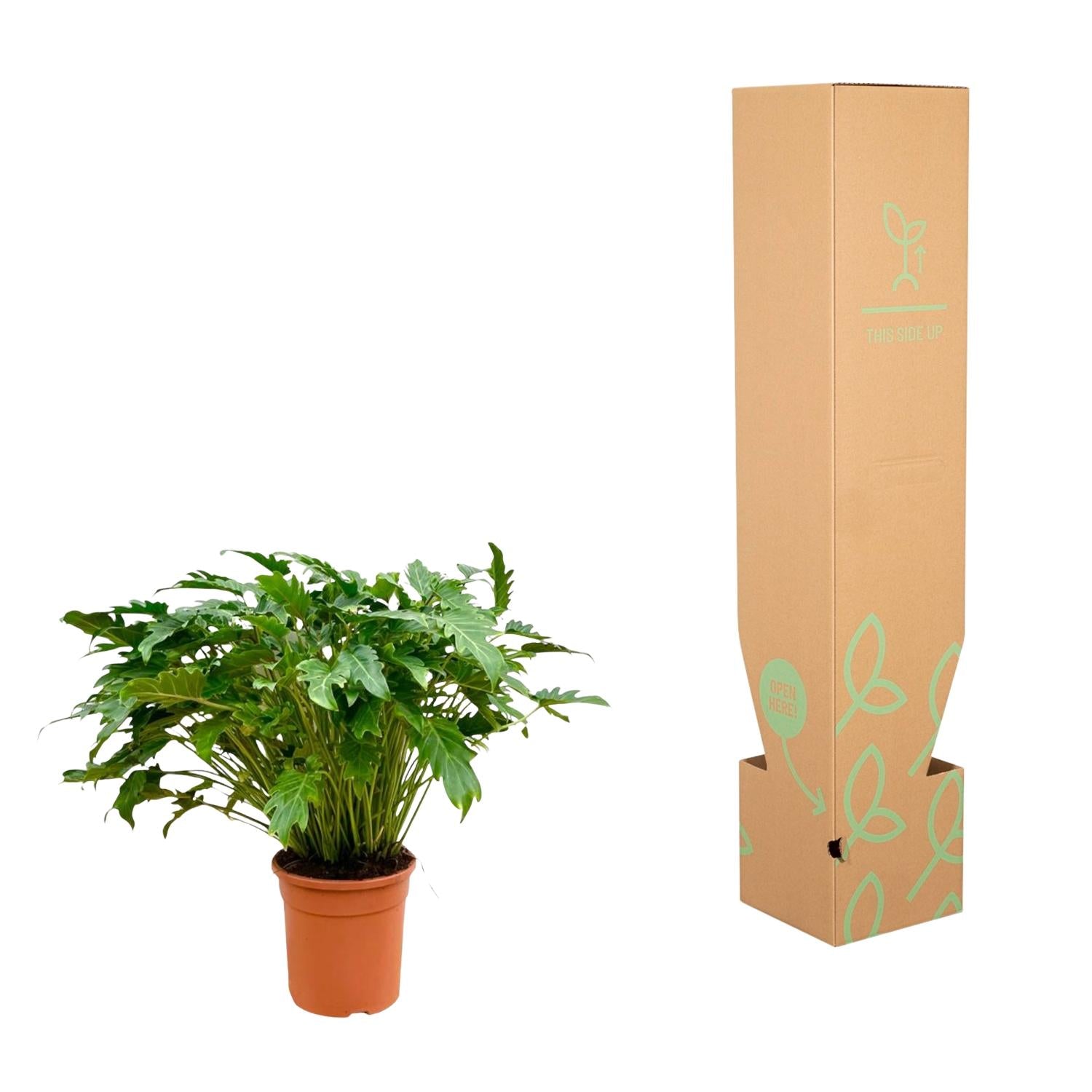 Philodendron Xanadu - 80 cm - Ø30