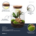 DIY Planten terrarium met licht - Milky Palm - Ø 21 cm ↑ 30 cm