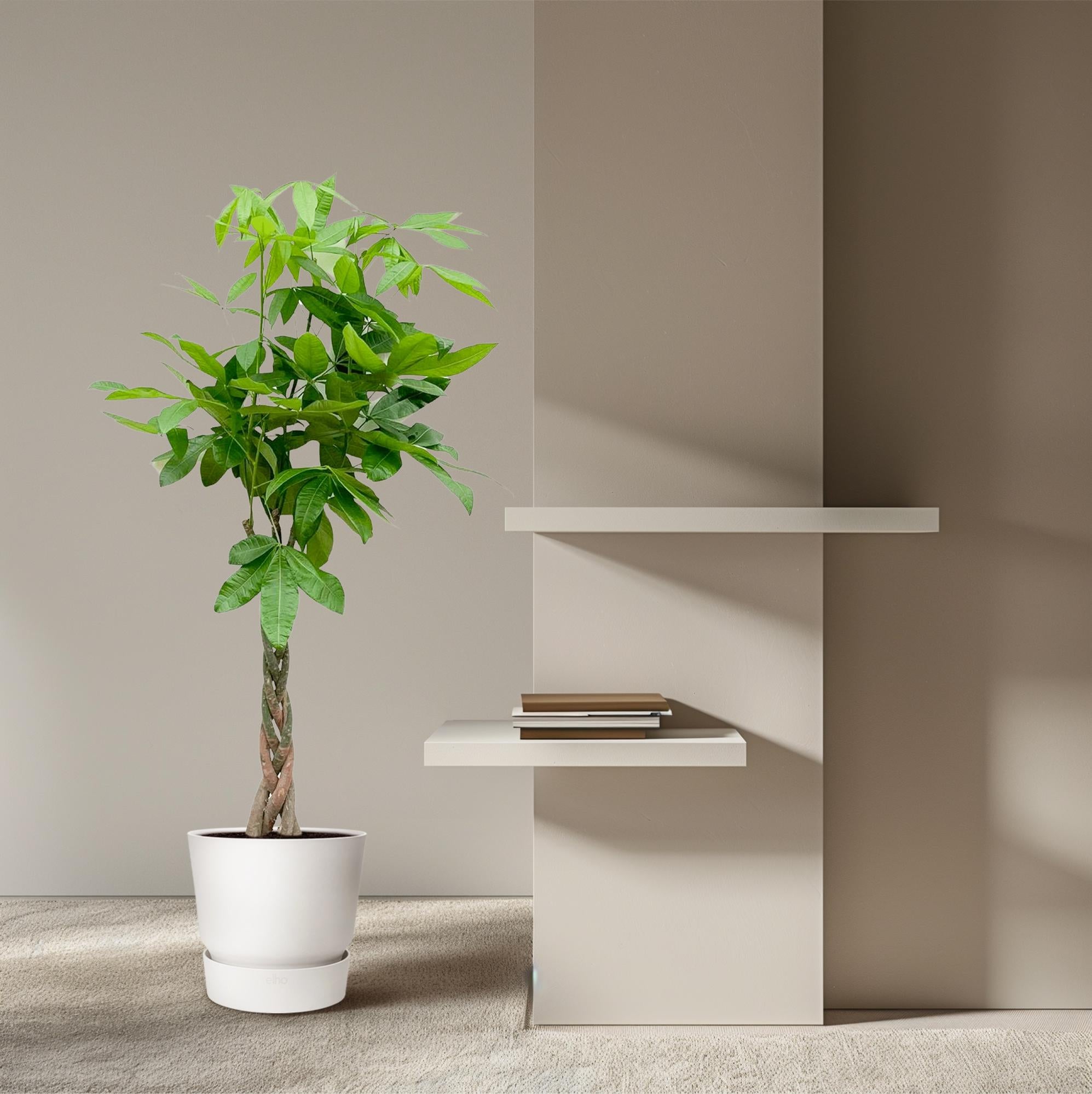 Pachira Aquatica - 160cm - ø24