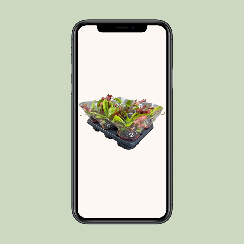 Nepenthes Alata - Ø12cm - ↕17cm