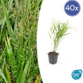 40x Hakonechloa macra - ↕10-25cm - Ø9cm
