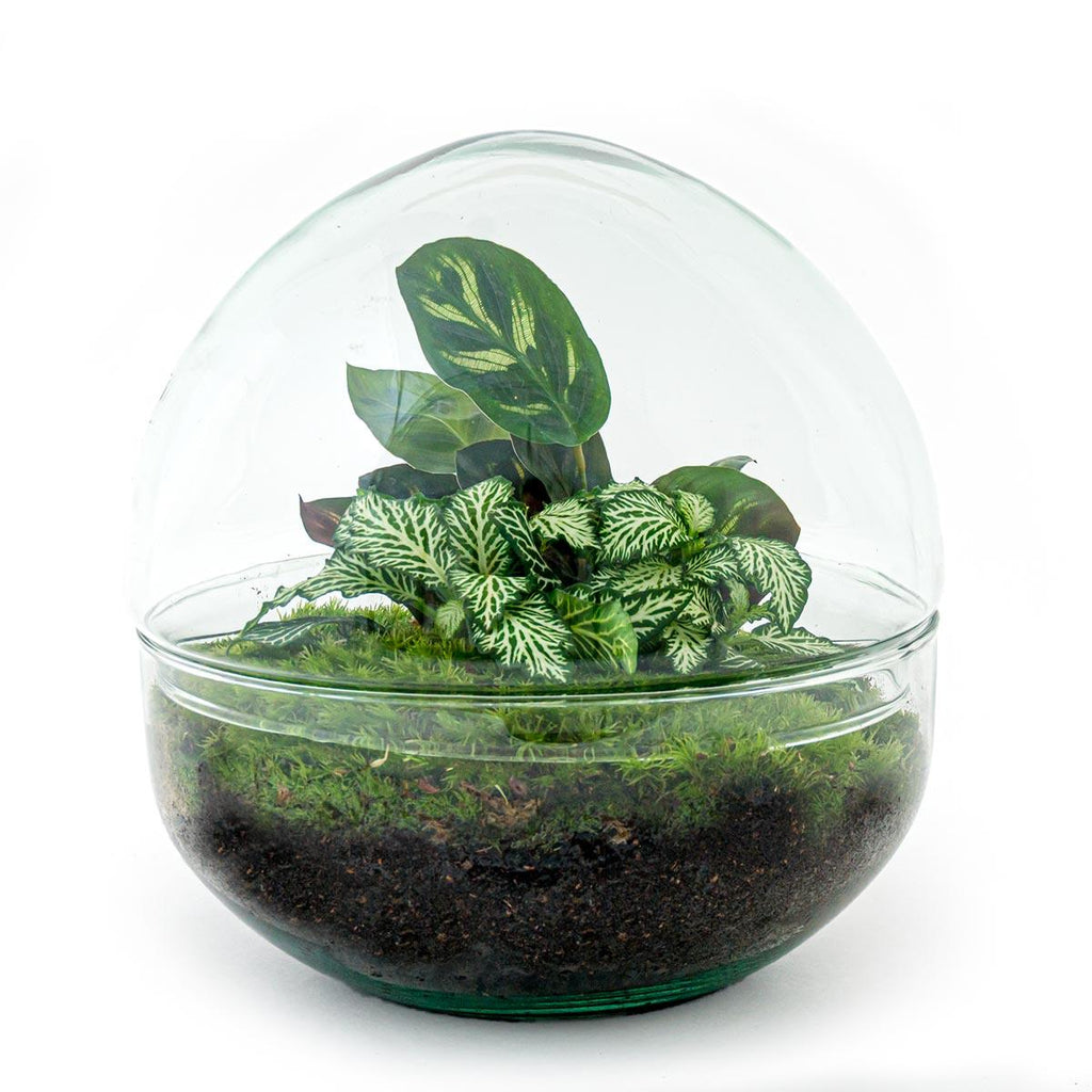 DIY Planten terrarium tweedelig bolglas - Dome - Ø 20 cm ↑ 20 cm - Rake + Shovel