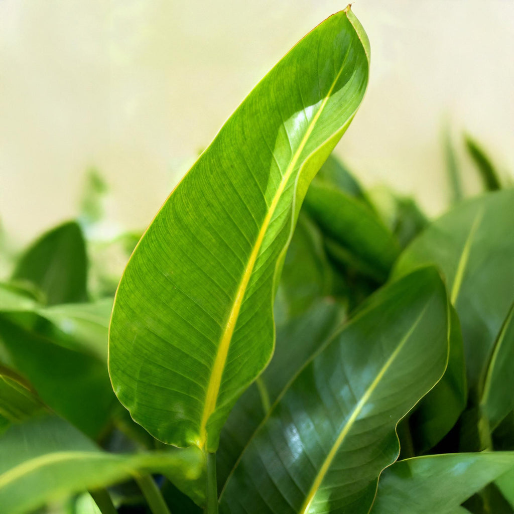 Green BoutiQ - Green is... Kamerplanten - Stelitzia Nicolai - Paradijsvogelbloem - Weinig onderhoud - met mand - Groen - 1 Plant - Pot 21cm - Hoogte 110-120cm