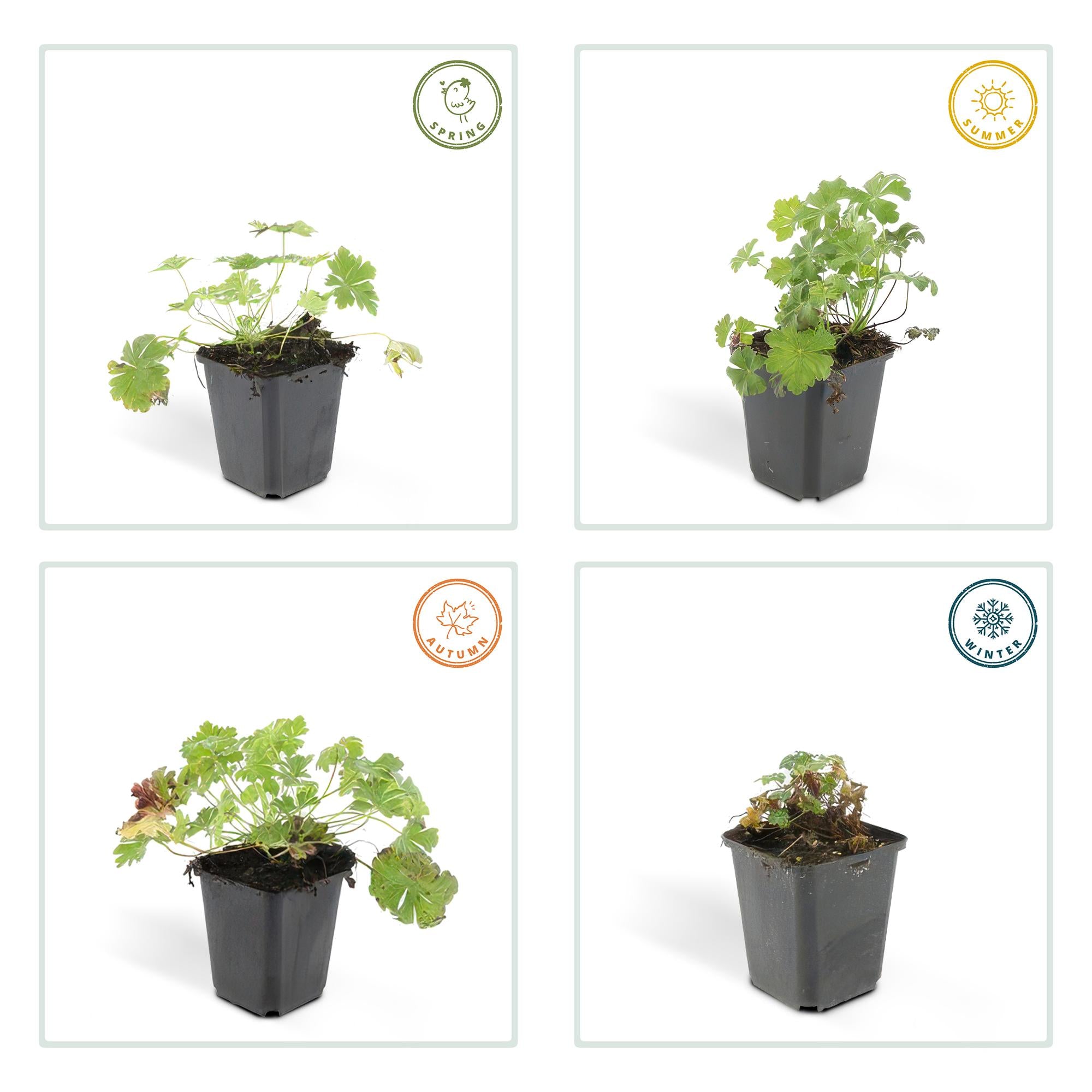 24x Geranium cant. 'Biokovo' - ↕10-25cm - Ø9cm