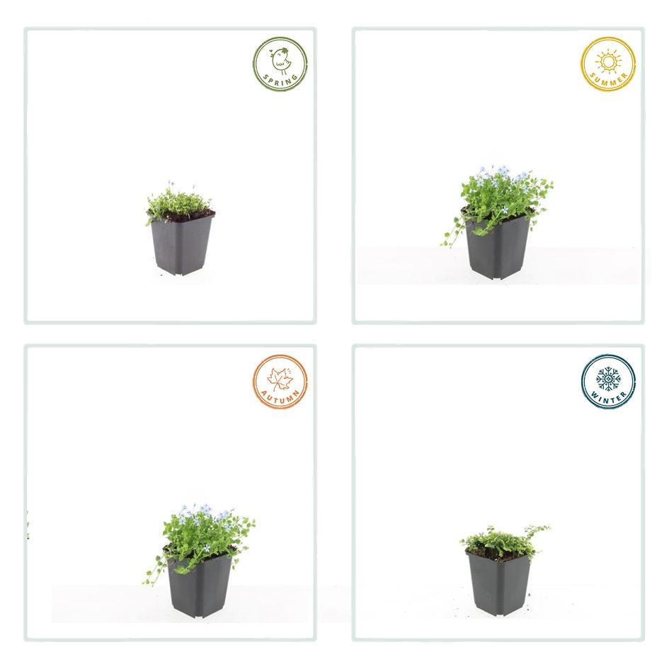 40x Isotoma fluviatilis 'Alba'- ↕10-25cm - Ø9cm