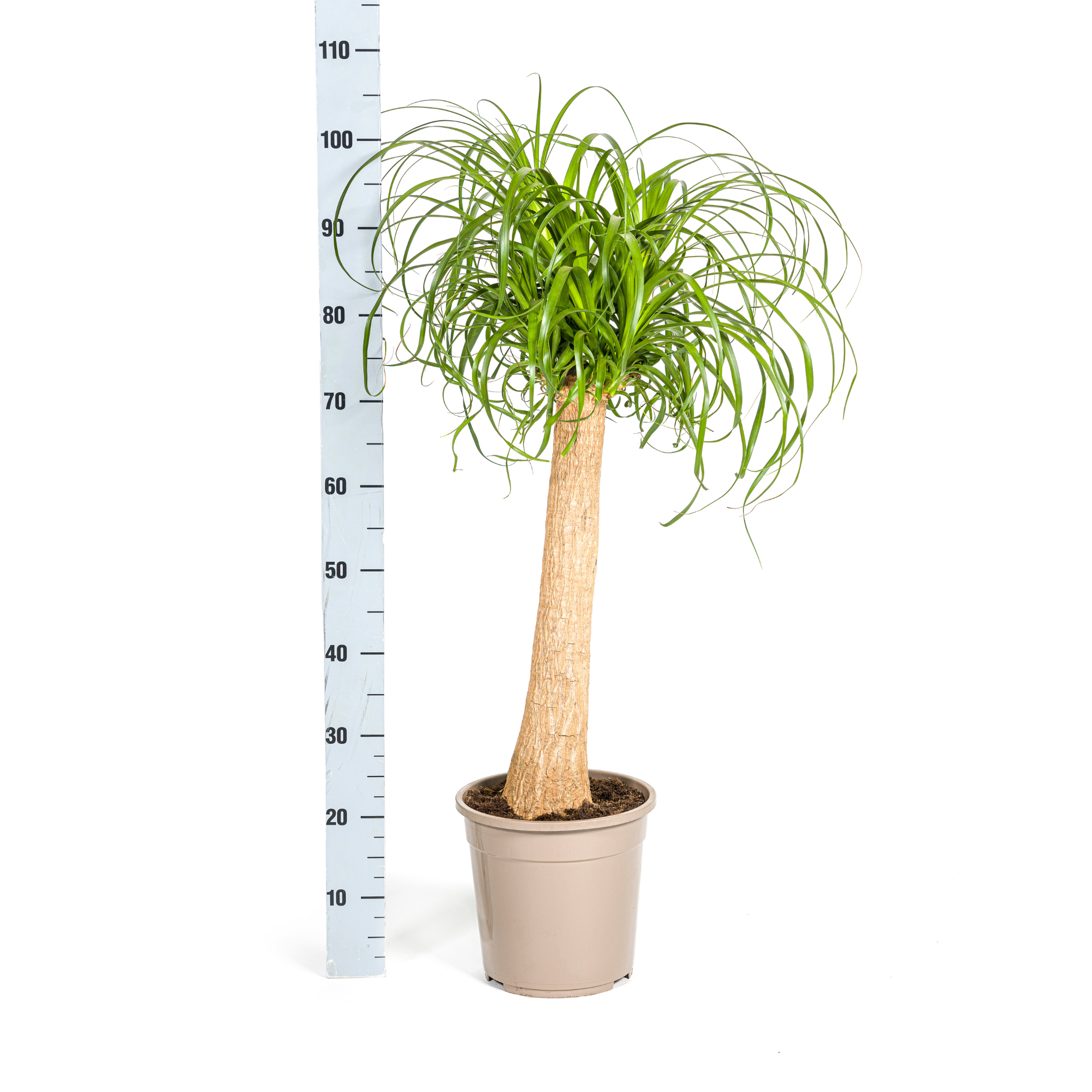 Beaucarnea Recurvata Stam met mand Ø24cm - ↕80 - 100cm