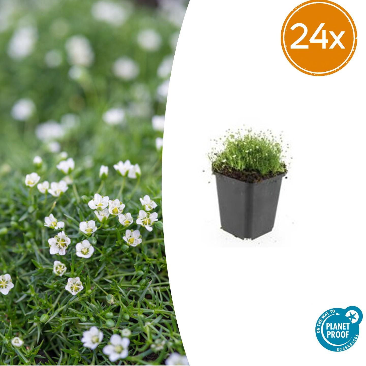 24x Sagina subulata - ↕10-25cm - Ø9cm