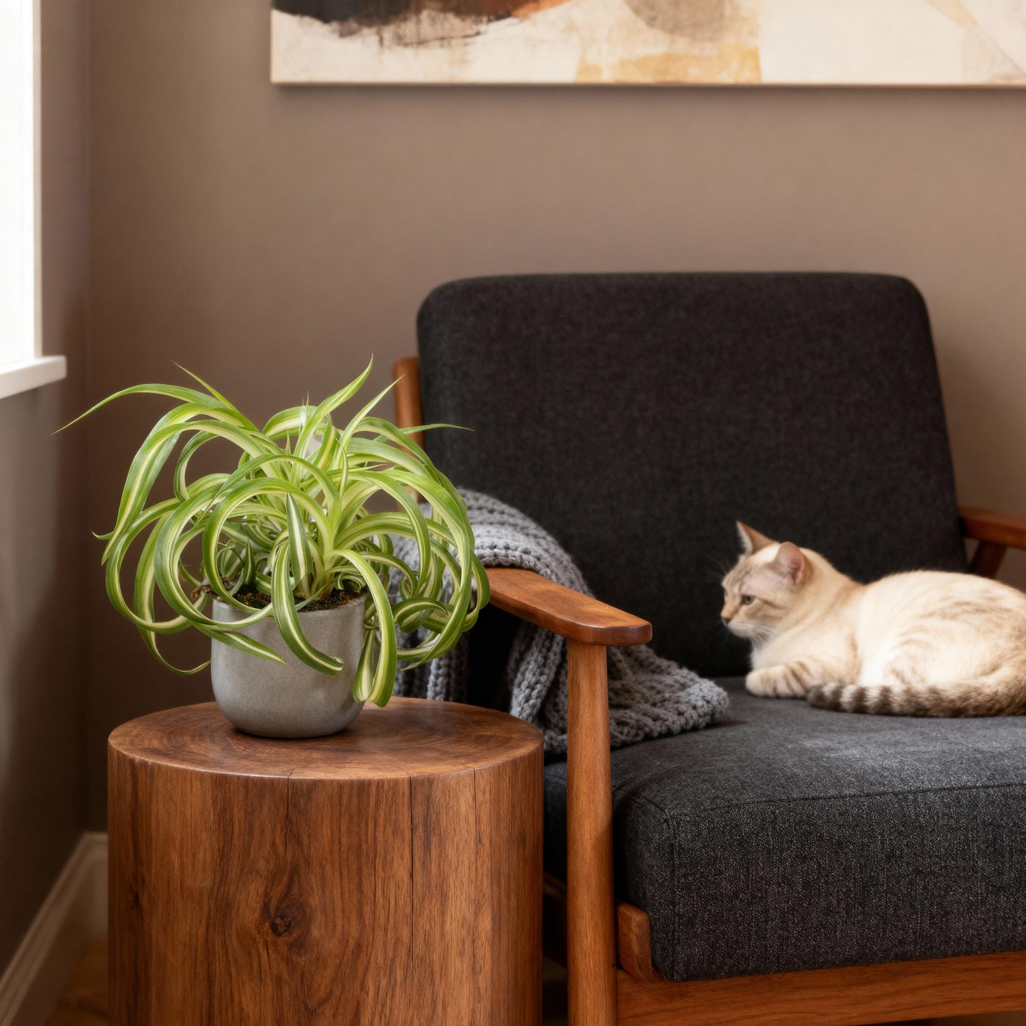 Green boutiQ - Kamerplant - Chlorophytum comosum Bonnie - Krullende Graslelie - Huisdiervriendelijk - Bont - 2 Planten - Pot 12cm - Hoogte 20-25cm