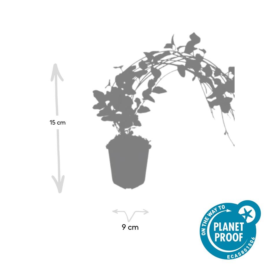 20x Vinca major 'Variegata' - ↕10-25cm - Ø9cm