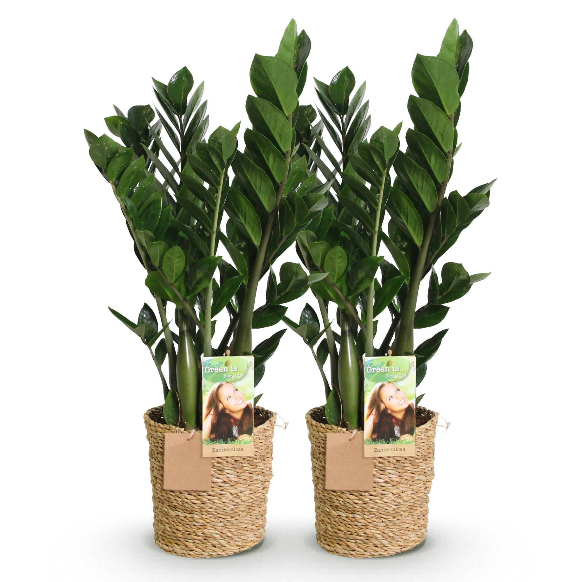 Green BoutiQ - Green is... Kamerplanten - Zamioculcas - ZZ-plant - Weinig onderhoud - met mand - Groen - 2 Planten - Pot 17cm - Hoogte 65-75cm