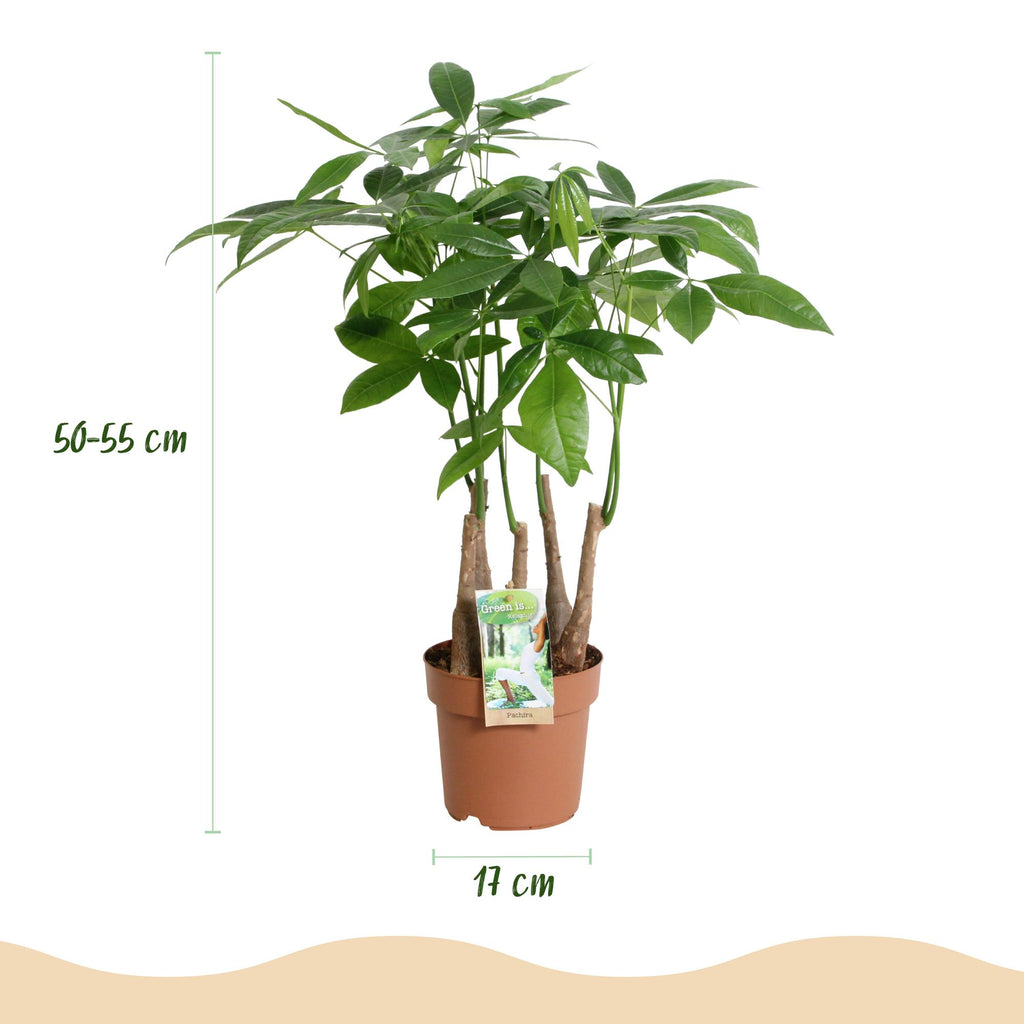 Green BoutiQ - Green is... Kamerplanten - Pachira Aquatica multi stam - Geldboom - Weinig onderhoud - Groen - 1 Plant - Pot 17cm - Hoogte 50-55cm